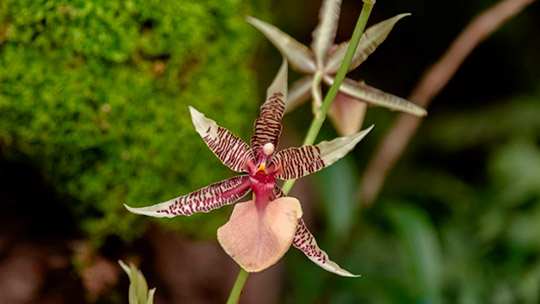 Orquídeas: Perú aprueba plan nacional para garantizar su conservación