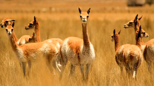 Reserva Nacional Pampa Galeras celebra su 54 aniversario conservando la prodigiosa vicuña
